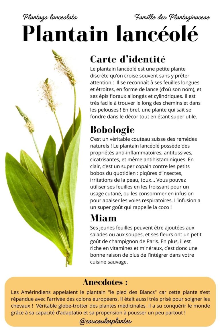 Plantain lancéolé bienfaits usages et propriétés d une plante