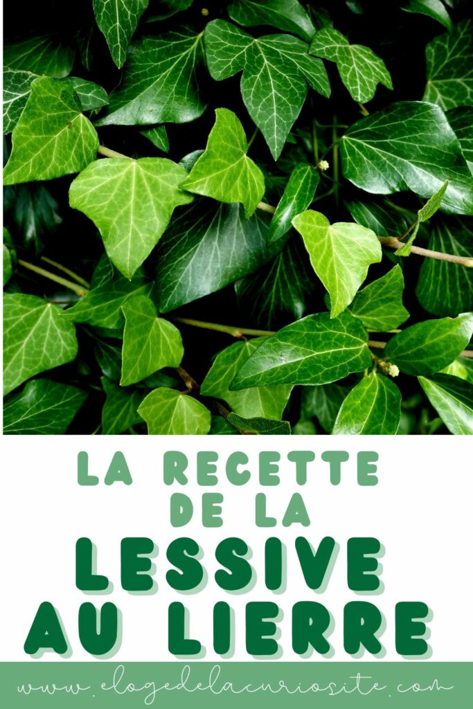 lessive au lierre recette