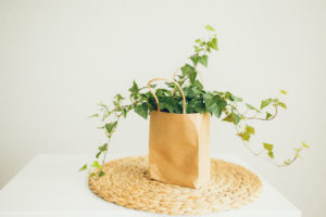 La recette de la lessive au lierre maison ! Un DIY facile, écologique, zéro-déchet et économique ! #zérodéchet #zerodechet #lessive #recette #lierre #maison #faitmaison #écologique #naturel #nontoxique #santé