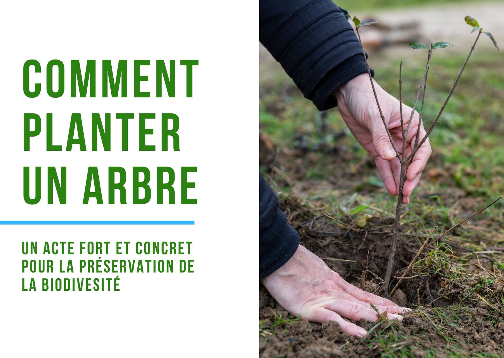 comment planter un arbre pour la biodiversité ? #jardinage #biodiversité #arbre #environnement #climat #onestpret #écologie #agirpourdemain