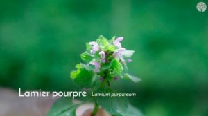 test avis le chemin de la nature formation du cueilleur cueillette de plantes sauvages botanique herboriste herbaliste phytothérapie aromathérapie gemmothérapie #cueillette #botanique #survivalisme
