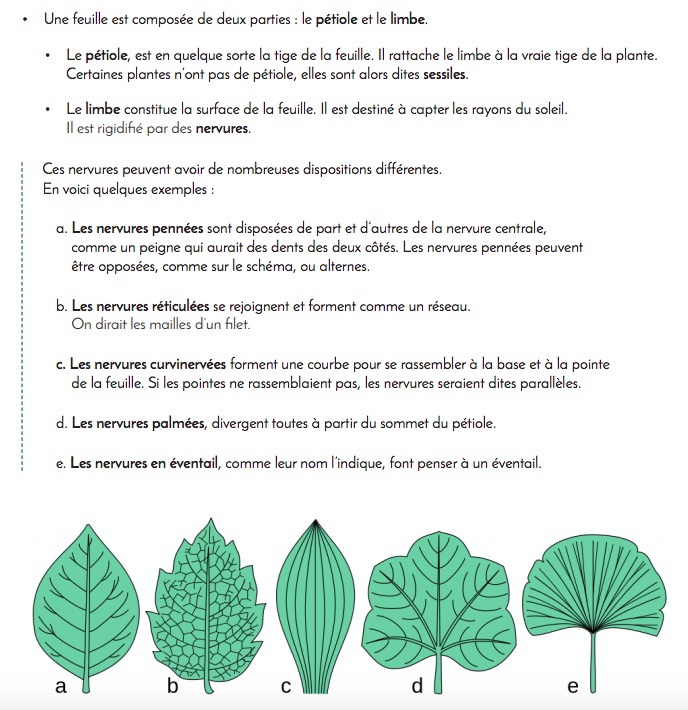 test avis le chemin de la nature formation du cueilleur cueillette de plantes sauvages botanique herboriste herbaliste phytothérapie aromathérapie gemmothérapie #cueillette #botanique #survivalisme