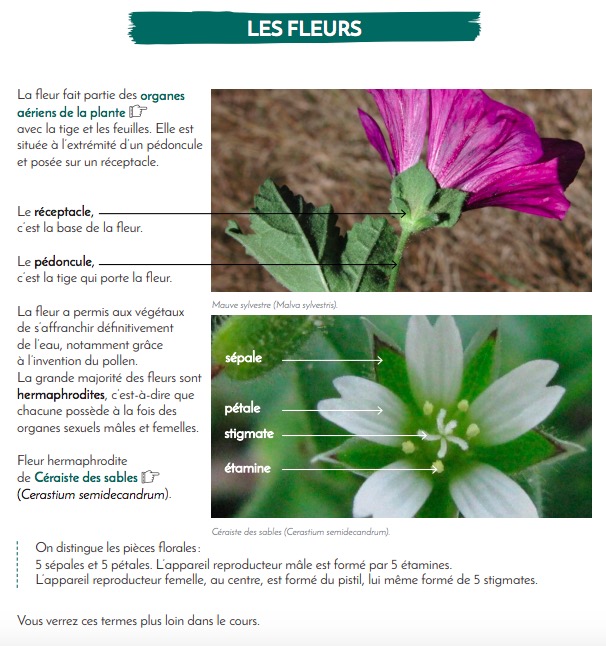 test avis le chemin de la nature formation du cueilleur cueillette de plantes sauvages botanique herboriste herbaliste phytothérapie aromathérapie gemmothérapie #cueillette #botanique #survivalisme