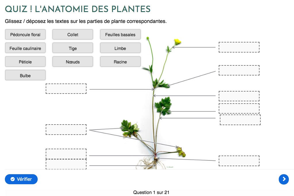 test avis le chemin de la nature formation du cueilleur cueillette de plantes sauvages botanique herboriste herbaliste phytothérapie aromathérapie gemmothérapie #cueillette #botanique #survivalisme