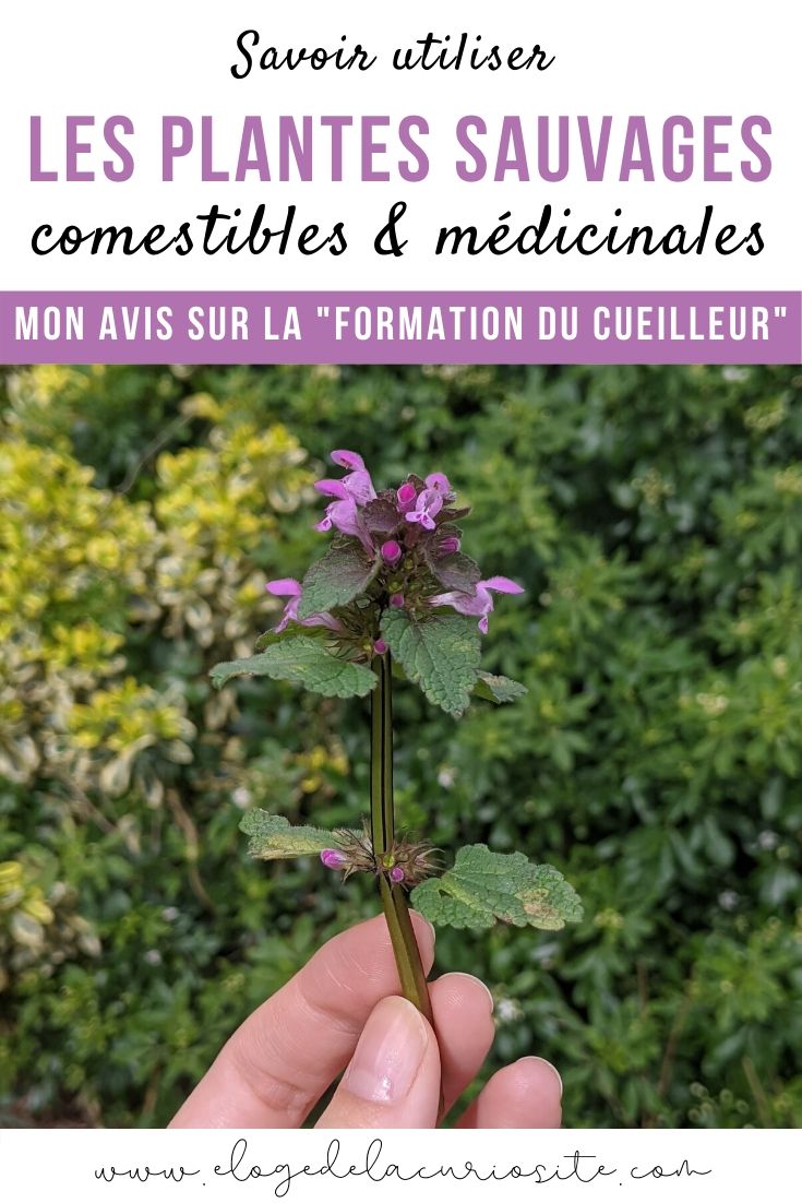 La cueillette des plantes sauvages comestibles, aromatiques et médicinales : comment apprendre ? Que ce soit par éthique écolo, par intérêt pour la botanique, pour le survivalisme, pour apprendre à consommer autrement ou simplement par curiosité, de plus en plus de personnes ont envie d'apprendre à reconnaître les plantes sauvages ! Et LA formation dans le domaine, c'est la Formation du Cueilleur, par Le Chemin de la Nature ! Je l'ai suivie et je vous donne mon avis :) #cueillette #botanique #plantessauvages #cuisinesauvage #phytothérapie #remèdes #écologie #survivalisme