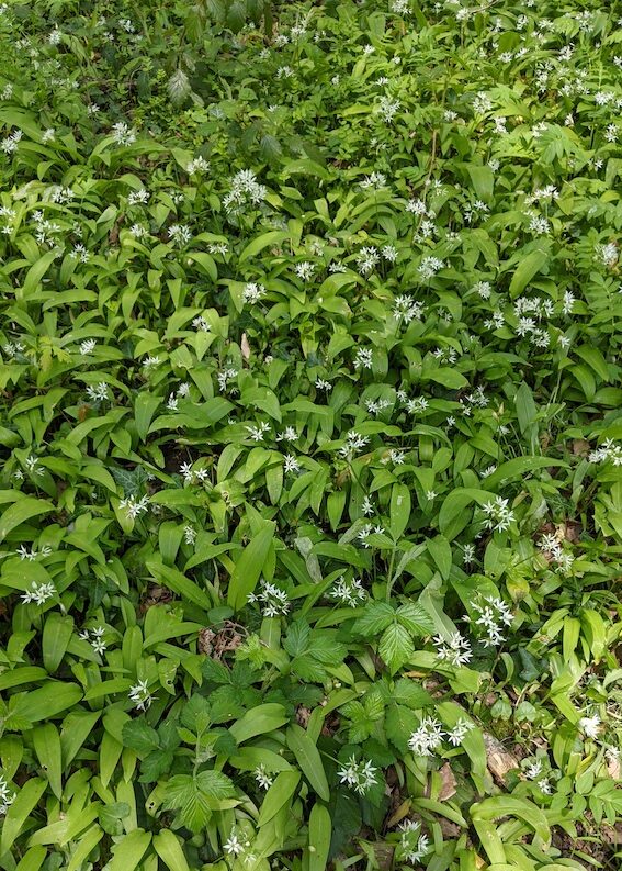 ail des ours sauvage