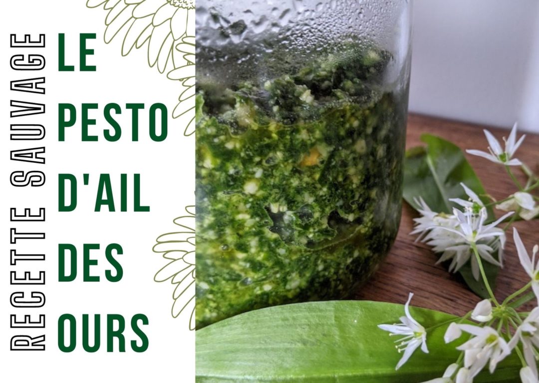 recette pesto ail des ours