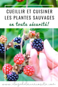 Cueillette sauvage : comment reconnaître et cueillir les plantes sauvages comestibles en toute sécurité ?