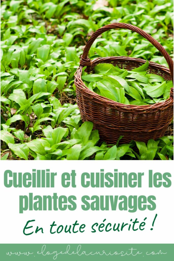 Les bases de la cueillette de plantes sauvage en sécurité