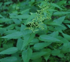 Urtica dioica ortie piquante plante comestible sauvage printemps