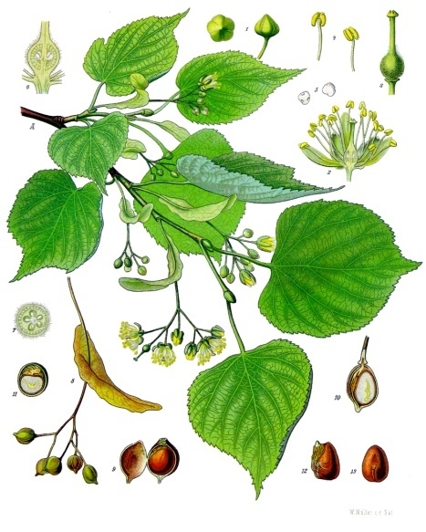 Tilleul - Tilia cordata
