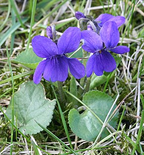 Viola_odorata violette odorante comestible