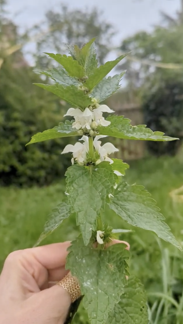 lamier blanc lamium album comestible printemps