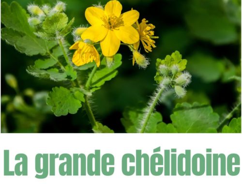 grande chélidoine propriétés bienfaits anti verrues cueillette médicinale plante sauvage