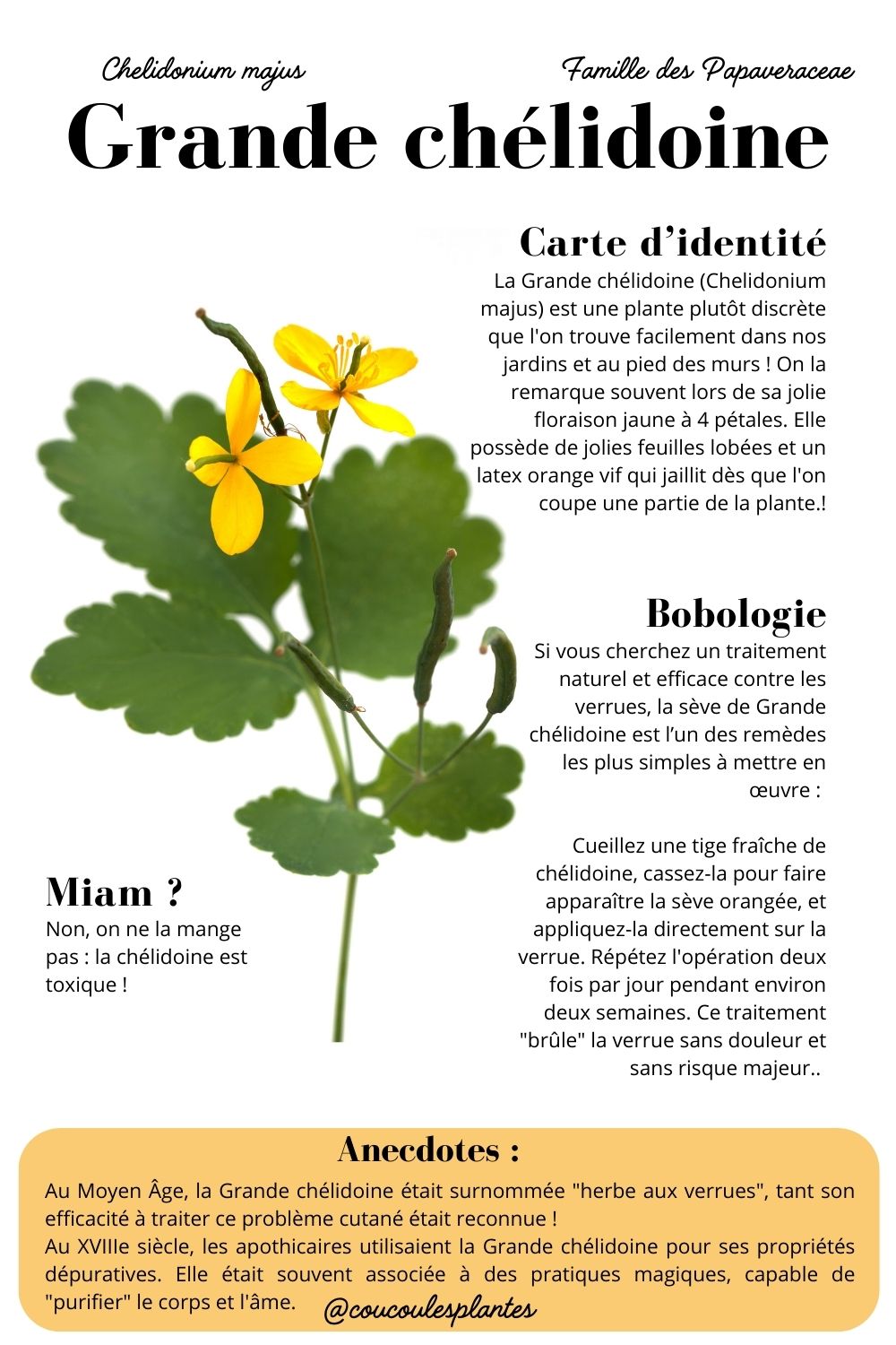 grande chélidoine propriétés bienfaits anti verrues cueillette médicinale plante sauvage monographie