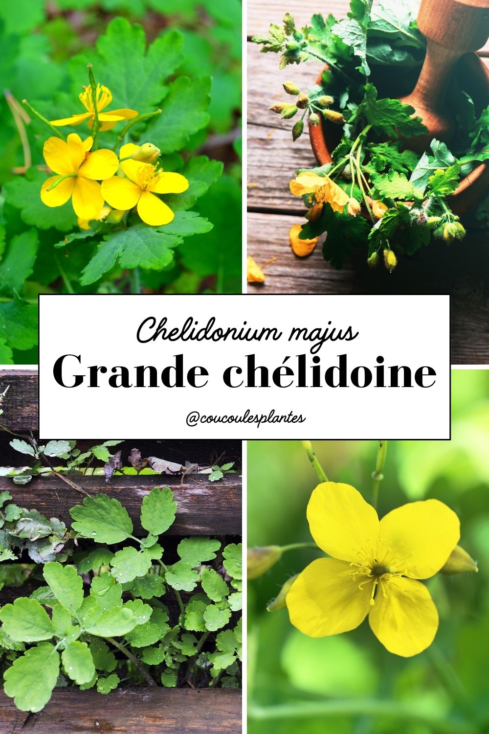 grande chélidoine propriétés bienfaits anti verrues cueillette médicinale plante sauvage photos