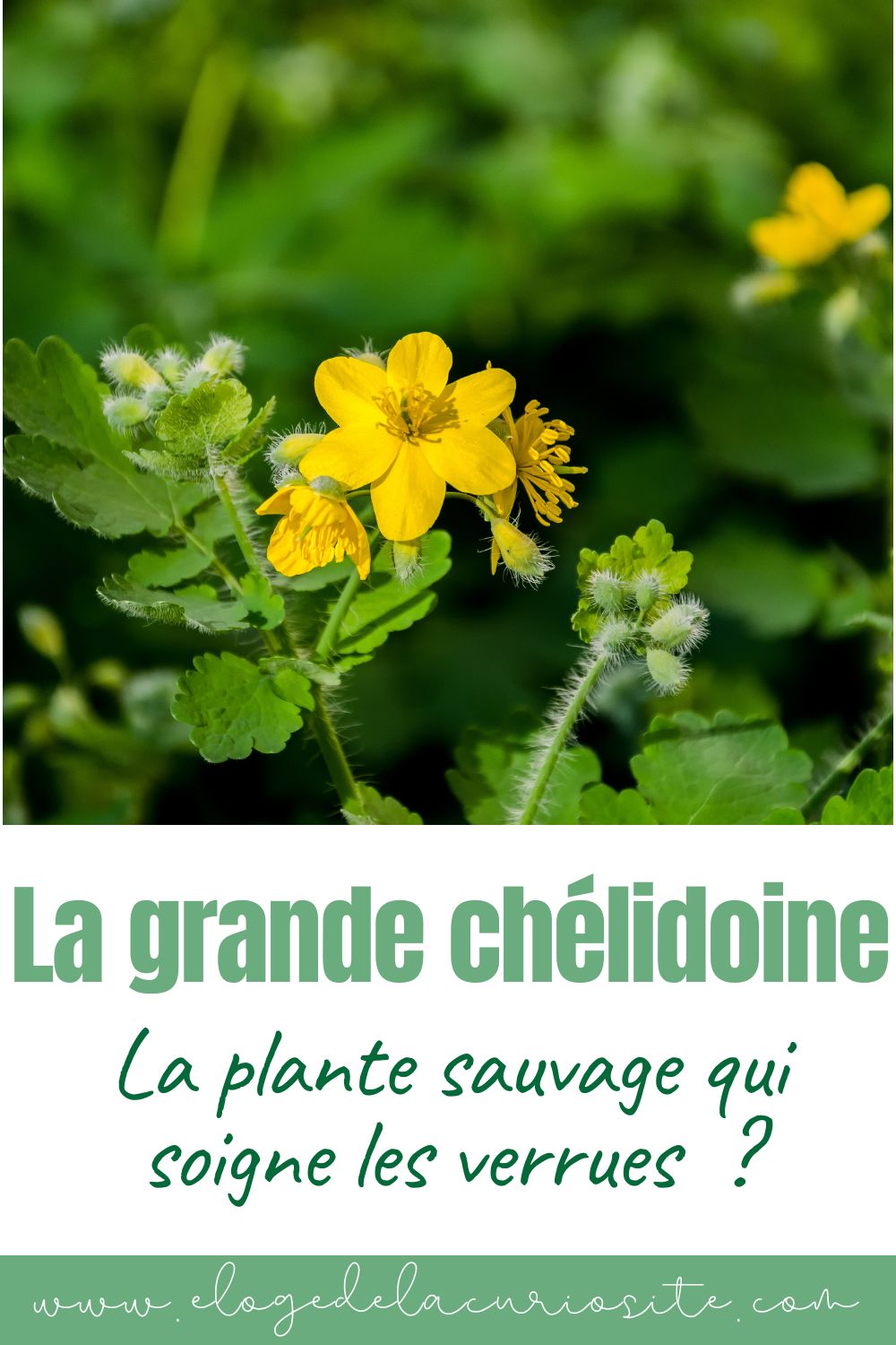 grande chélidoine propriétés bienfaits anti verrues cueillette médicinale plante sauvage