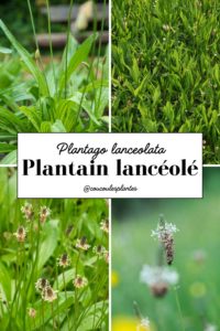 le plantain lancéolé plantago lanceolata plante sauvage médicinale comestible cueillette usages