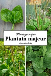 le plantain majeur plantago major plante sauvage médicinale comestible cueillette usages