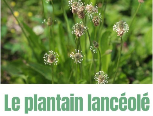 plantain lancéolé majeur cueillette sauvage plante médicinale comestible bienfaits naturel