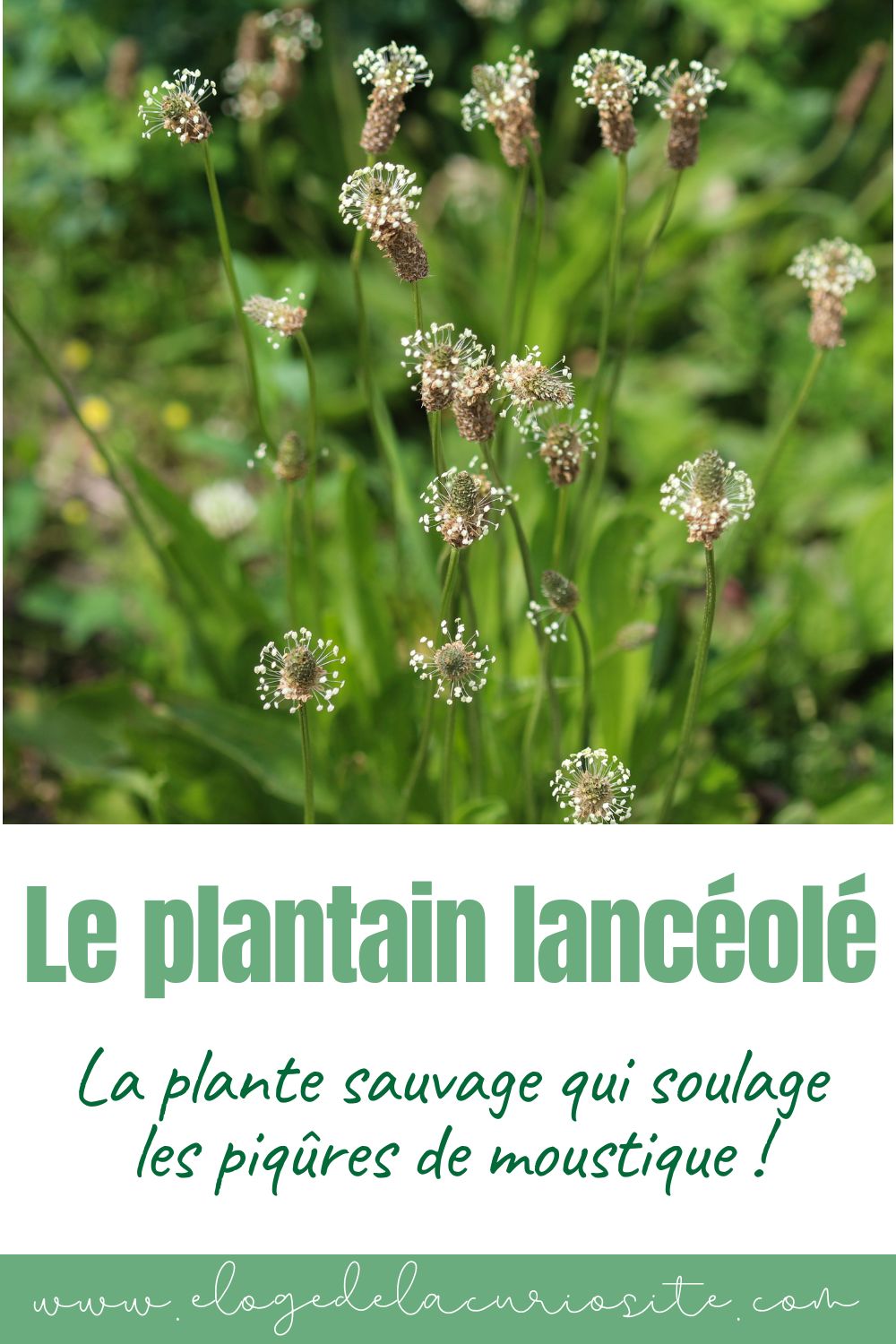 plantain lancéolé majeur cueillette sauvage plante médicinale comestible bienfaits naturel