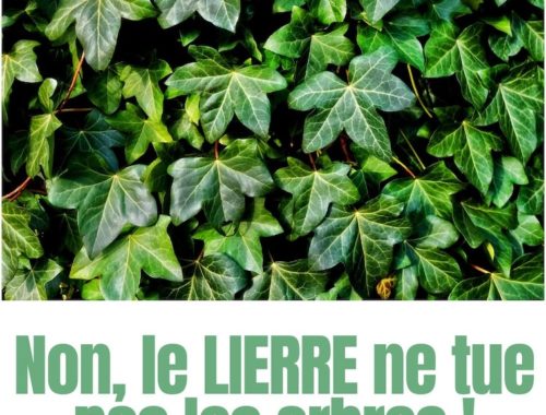 le lierre grimpant hedera helix bienfaits arbres écologie nuisible