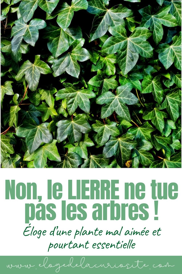 le lierre grimpant hedera helix bienfaits arbres écologie nuisible