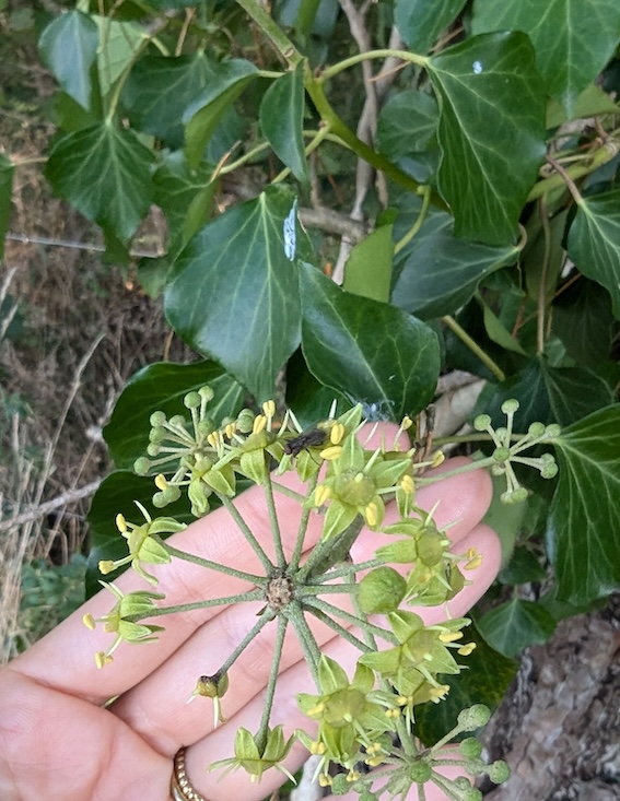 lierre grimpant hedera helix fleur