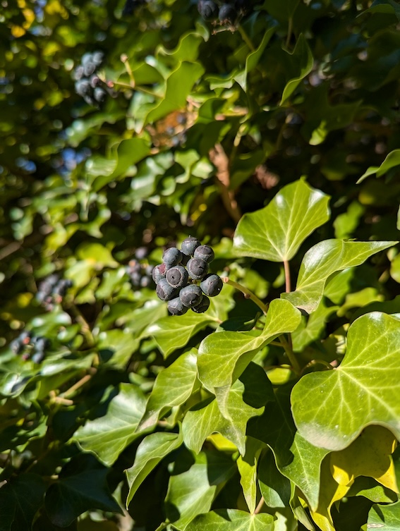 lierre grimpant hedera helix fruit