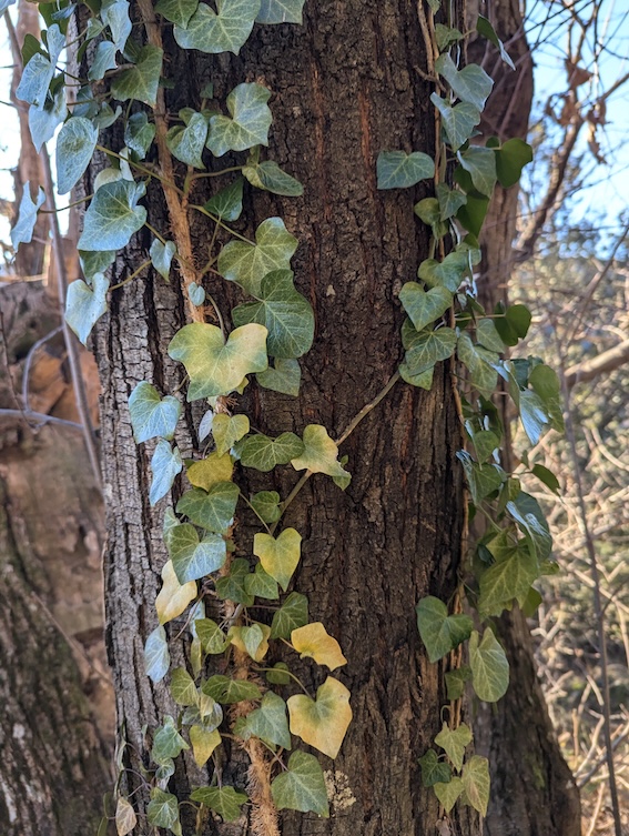 lierre grimpant hedera helix sur un tronc d'arbre