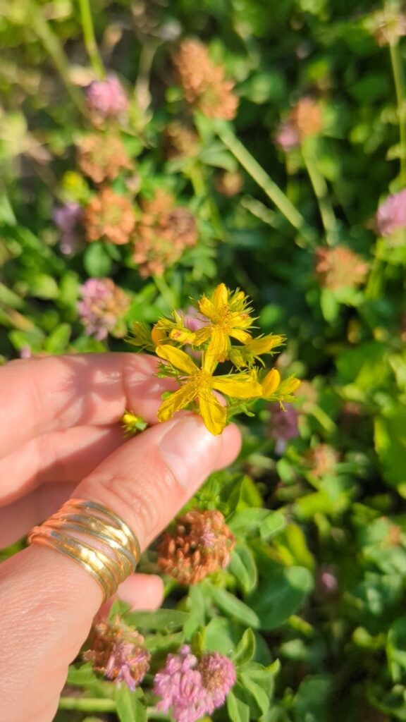 Fleur de millepertuis Hypericum perforatum Ondine