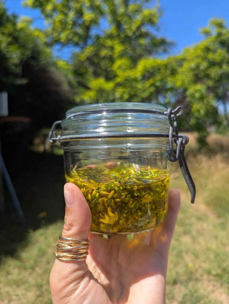 Fleurs de millepertuis dans de l'huile début de macération Hypericum perforatum