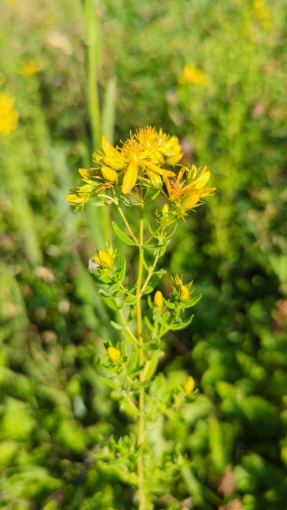 Plante de millepertuis en fleur Hypericum perforatum