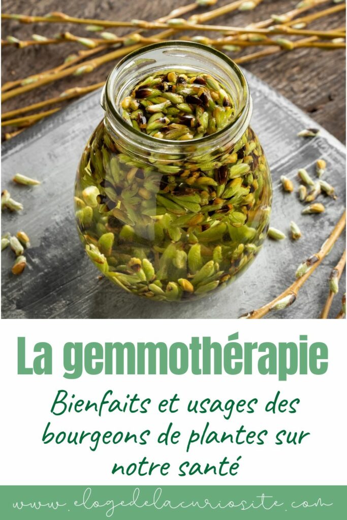 gemmothérapie bienfaits usages utilité où en acheter