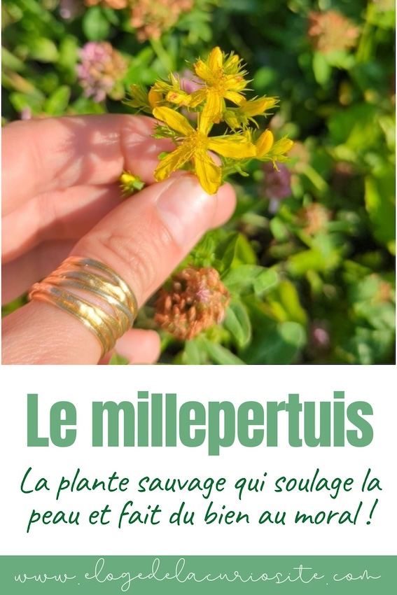 millepertuis bienfaits cueillette usages Hypericum perforatum