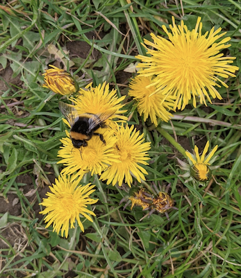 Bourdon posé sur un pissenlit en pleine pollinisation, au milieu de l’herbe.