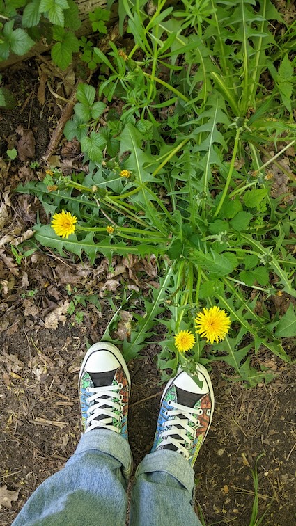 Rosette de pissenlit vue de dessus, idéale pour identifier la plante et comprendre ses usages et bienfaits.