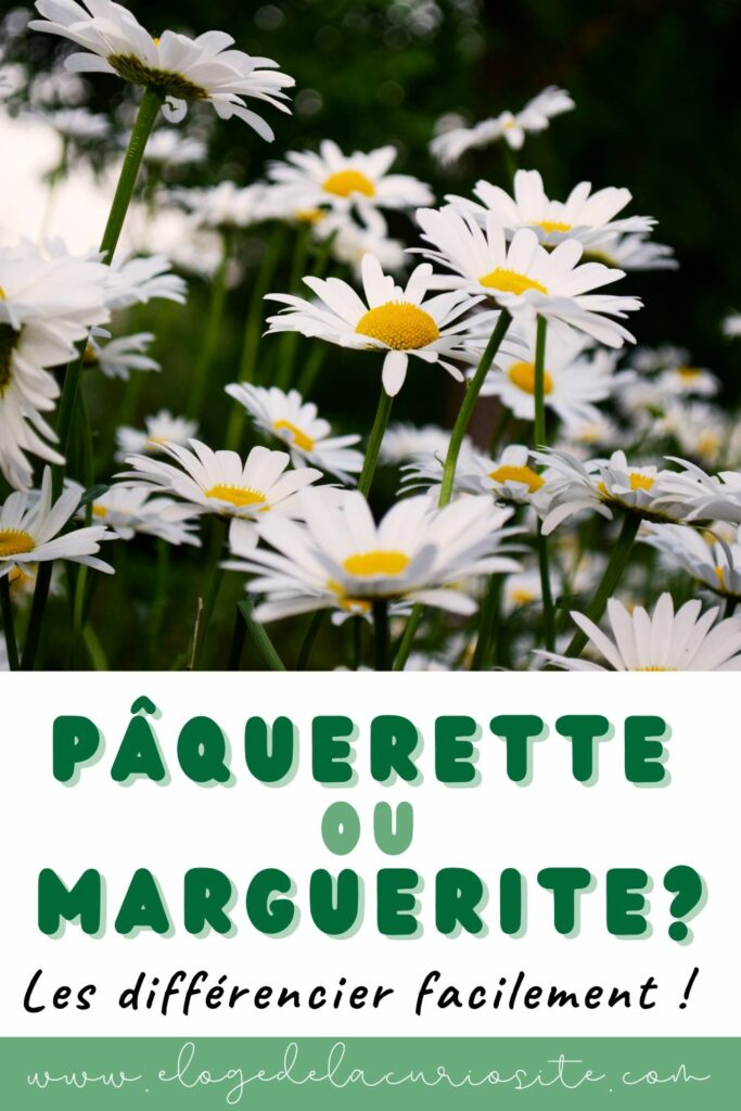 Gros plan sur des marguerites sauvages à longues tiges et grands pétales blancs, utilisées comme image de couverture pour un article sur la différence entre marguerite et pâquerette.