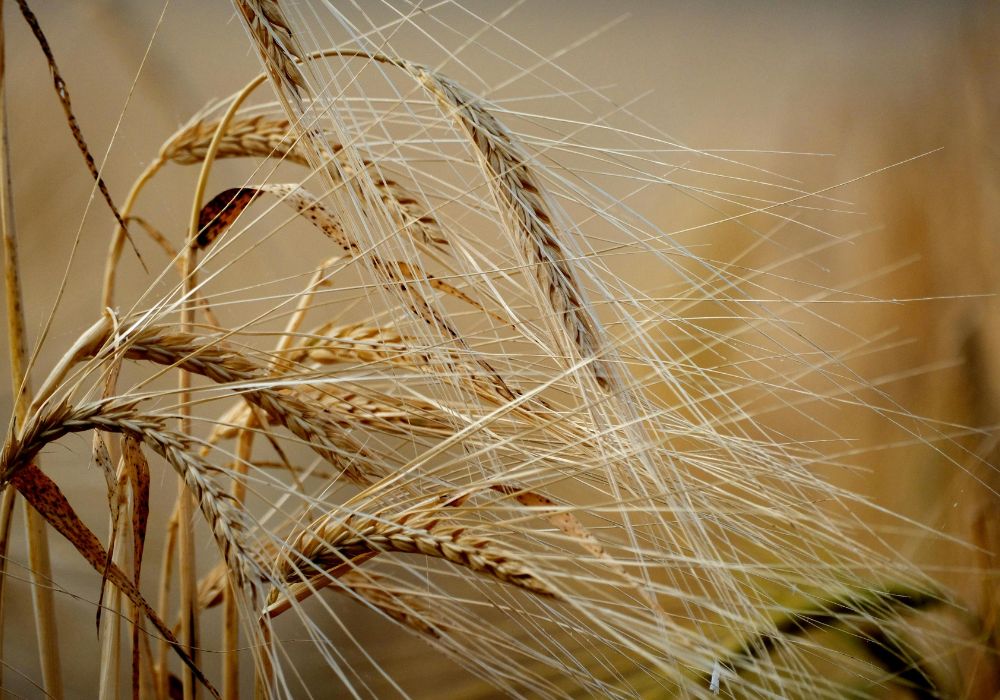 agoécologie déréglement climatique et crise alimentaire mondiale et en france