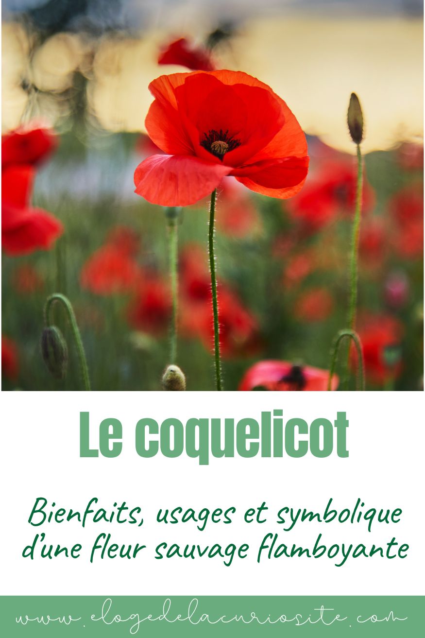 Le coquelicot - bienfaits, usages et symbolique d’une fleur sauvage emblématique. Article complet
