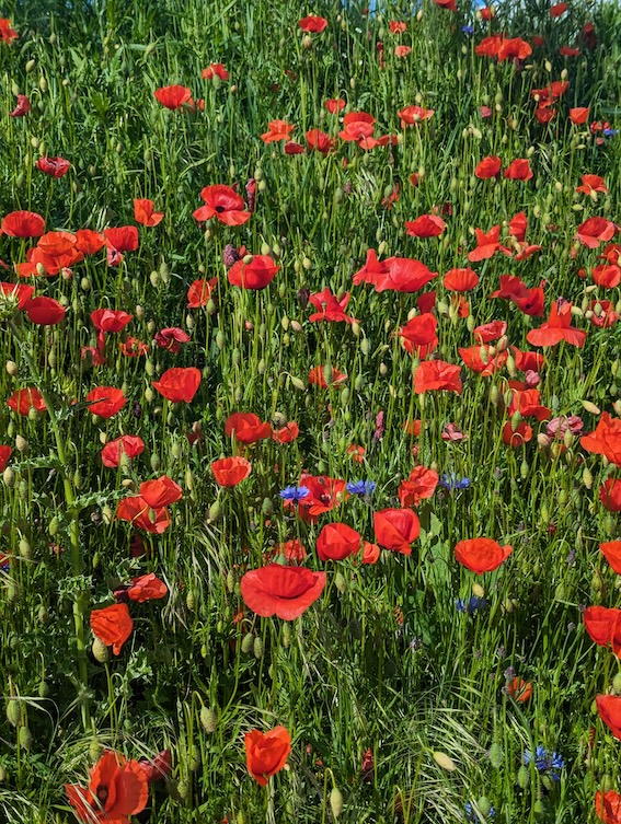 champ de coquelicots sauvages dans l'herbe