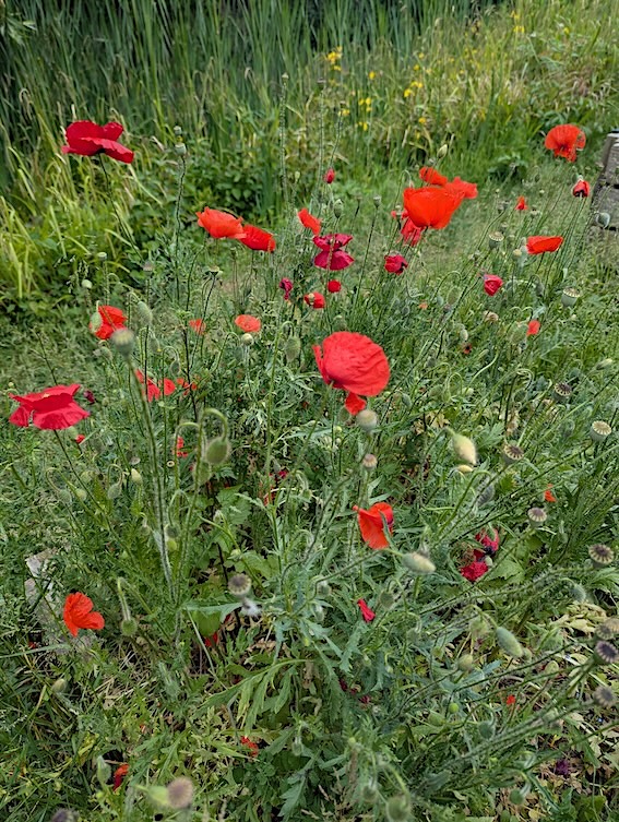 coquelicot bienfaits usages papaver rhoeas