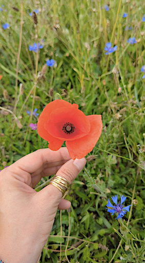 coquelicot usages et bienfaits herboristerie et phytothérapie