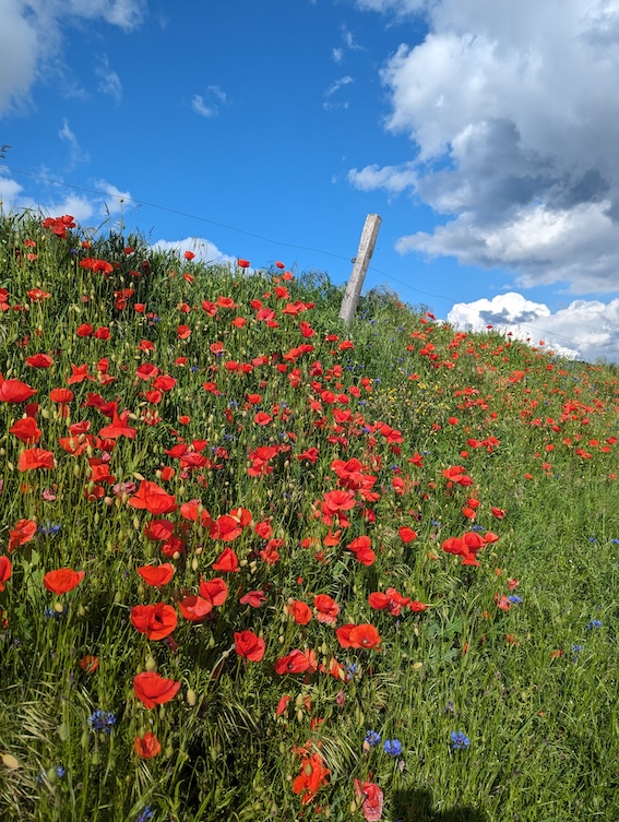 coquelicots papaver rhoeas coucoulesplantes