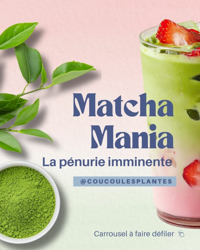 Pénurie de matcha les enjeux