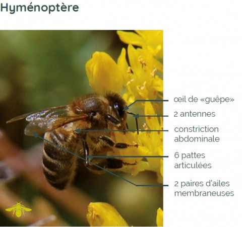 une abeille domestique morphologie anatomie
