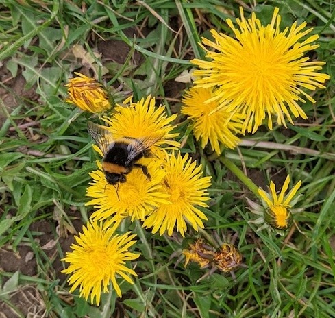 Bourdon butinant un Pissenlit ©Ondine Martinez