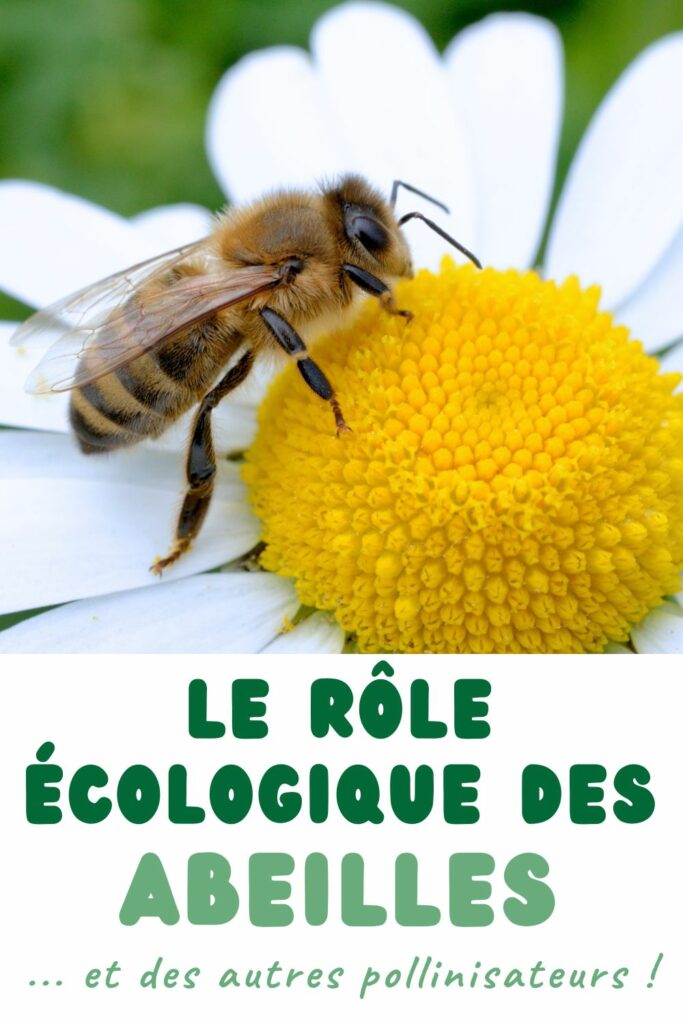 le rôle écologique des abeilles et des autres insectes pollinisateurs
