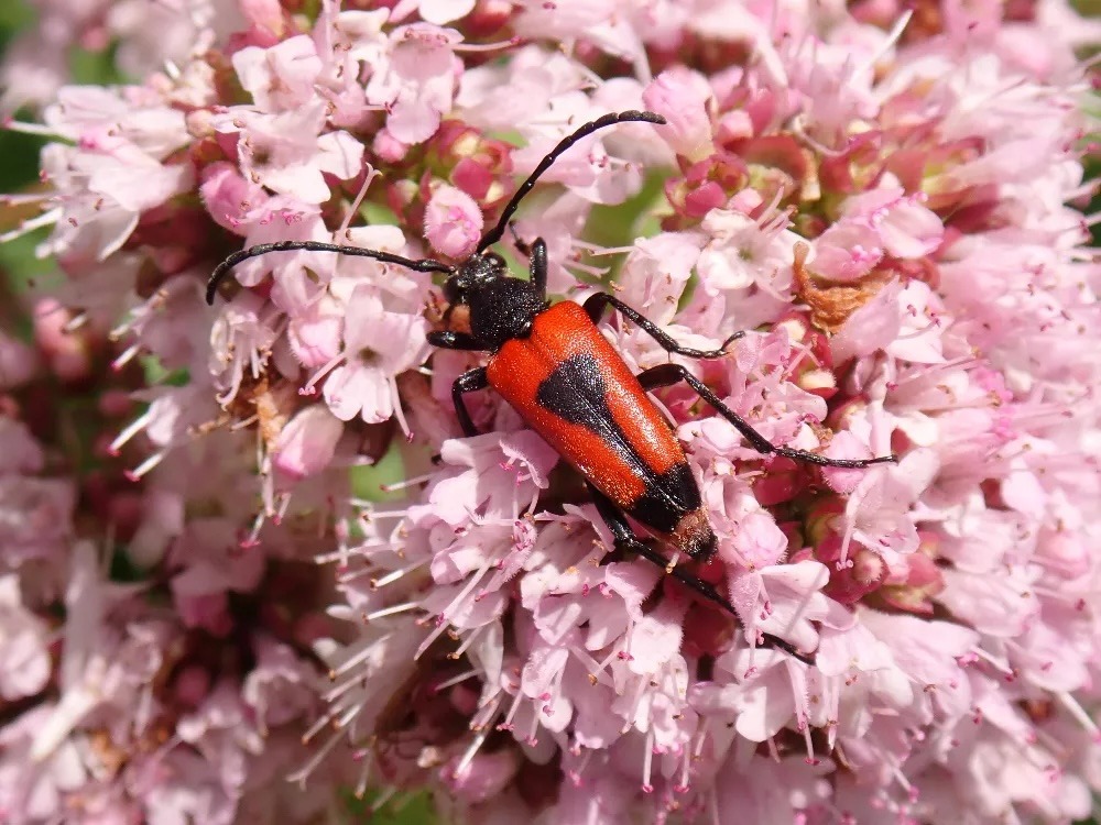 Lepture porte-coeur (Leptura cordigera, Cerambycidae) sur une fleur d’origan (Origanum vulgare) © Hugues Mouret