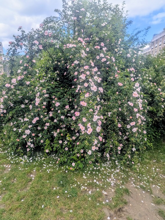 Buisson d'églantier Rosa canina en fleurs